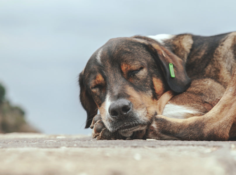 Why Do Dogs Bark in Their Sleep?