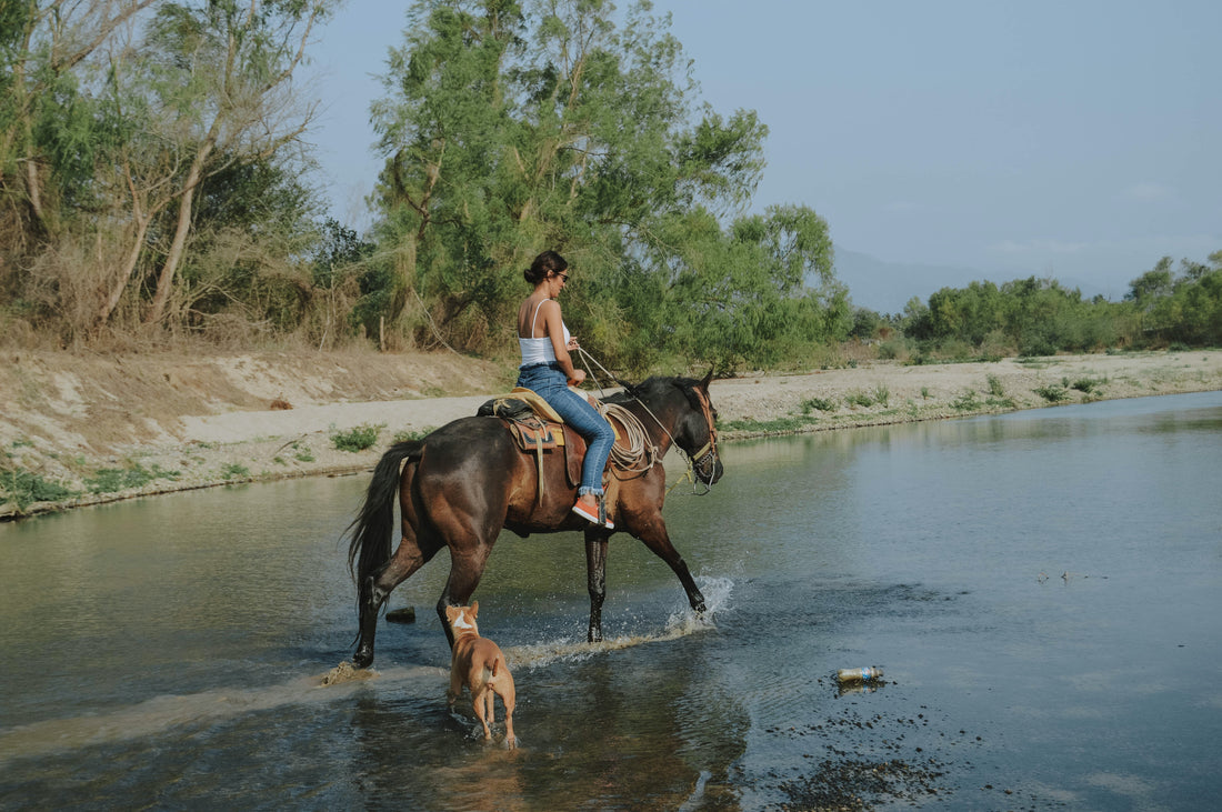 Why Do Dogs Bark at Horses?