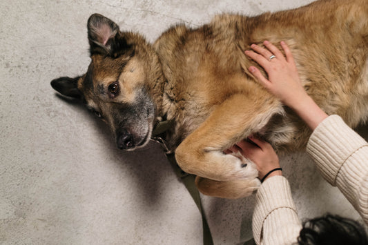 Why Do Dogs Bark at the Mailman?