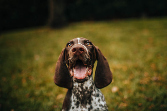 Why Do Dogs Bark at Each Other?