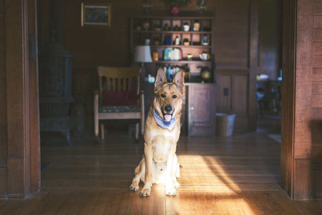 Why Do Dogs Bark at the Door?