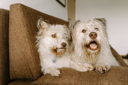 Why Do Dogs Bark at Other Dogs?