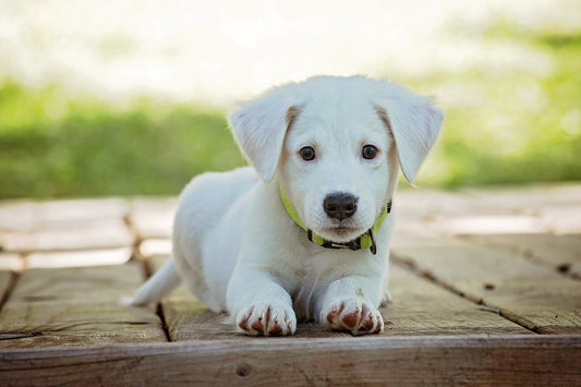 Why Do Dogs Bark at Vacuums?