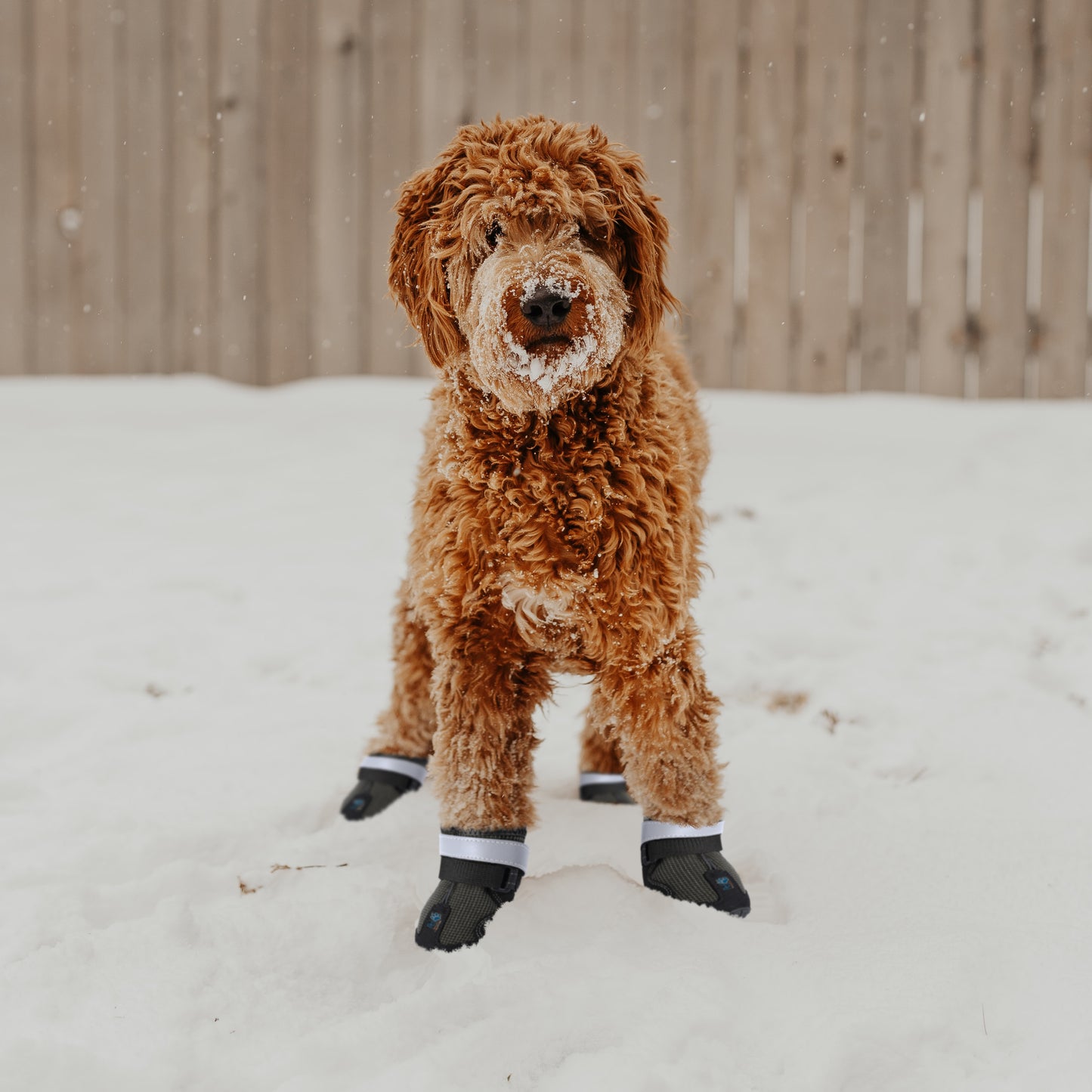 Durable Waterproof Dog Shoes, Extra Secure, Anti-Slip with Reflective Strap (Set of 4)