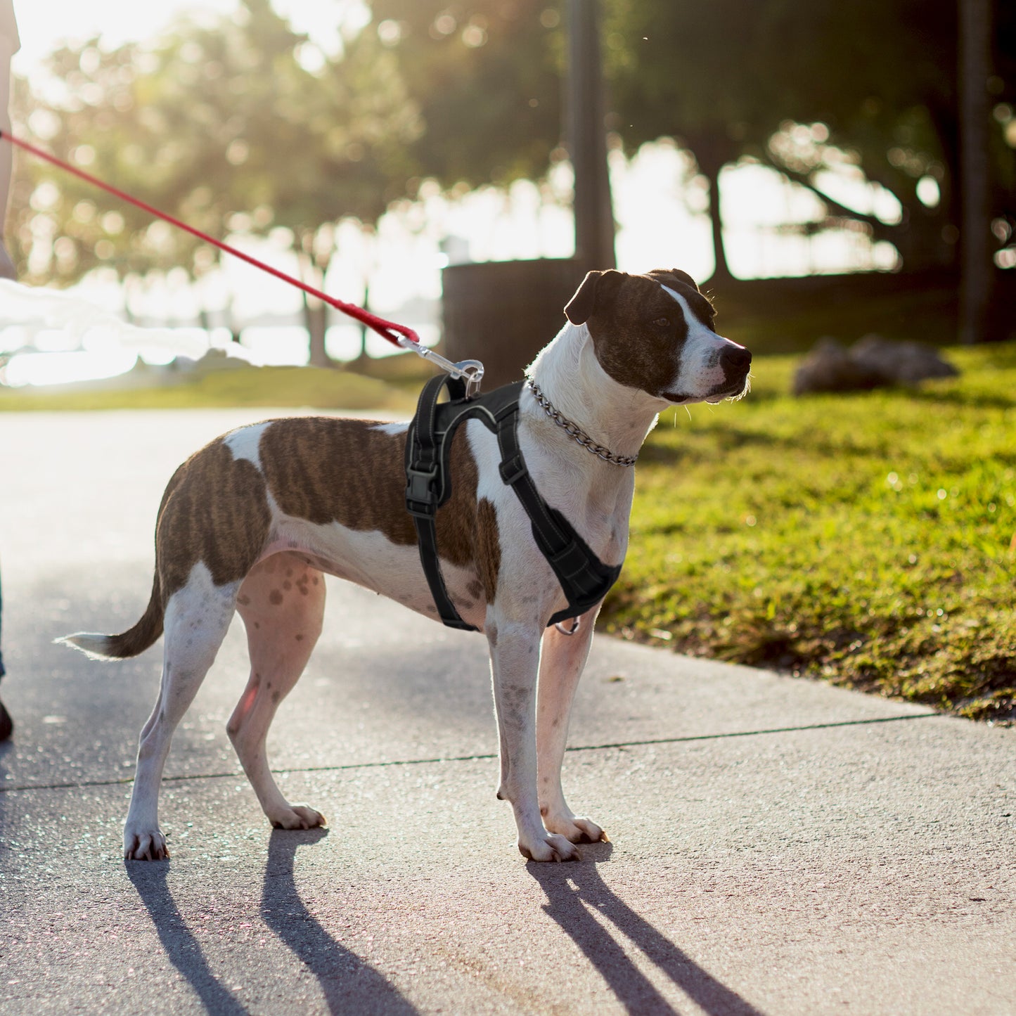 No-Pull Dog Harness, Soft & Breathable Padding, Reflective, For Small to Large dogs