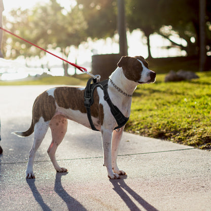 No-Pull Dog Harness, Soft & Breathable Padding, Reflective, For Small to Large dogs